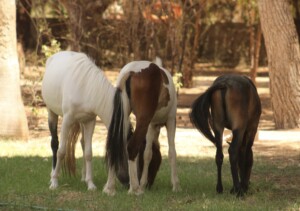 poney club marrakech. cheval marrakech