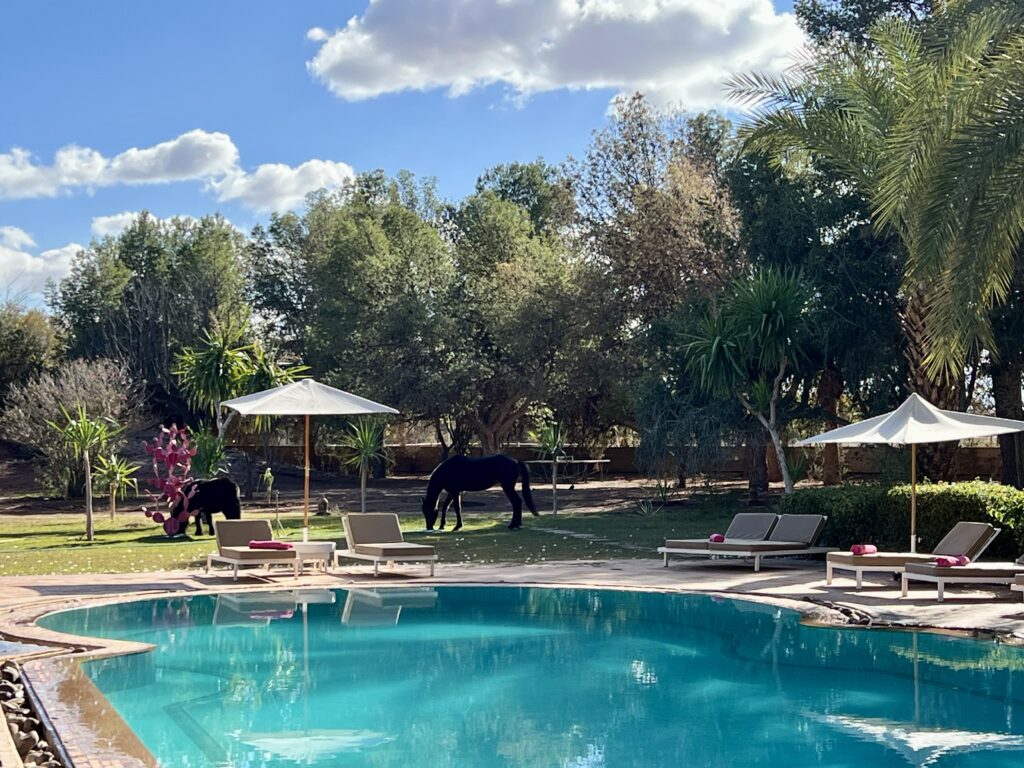 Piscine et parc avec chevaux – La Vie en Rose Marrakech